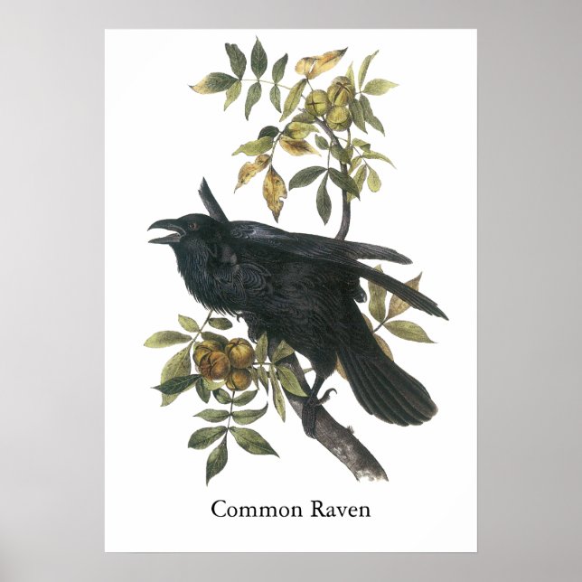 Common Raven, John audubon Poster (Front)