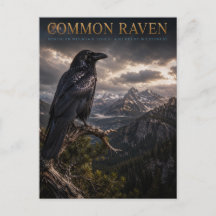 Common Raven Mountain Wilderness ANIMALS