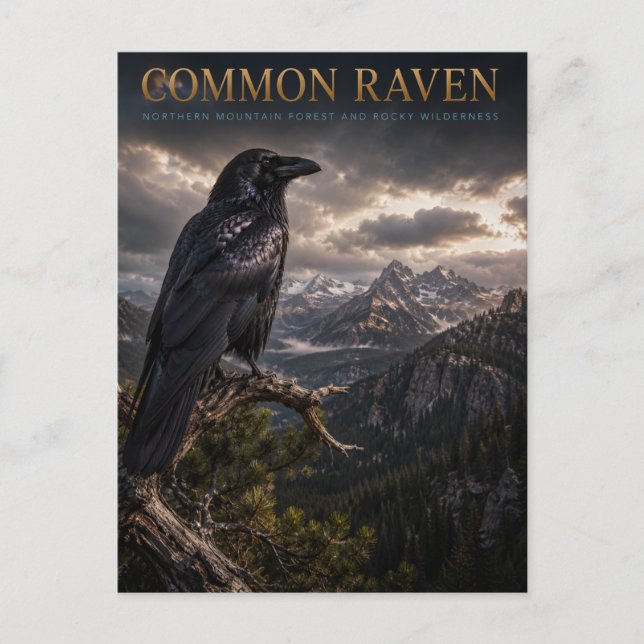 Common Raven Mountain Wilderness ANIMALS Postcard (Front)