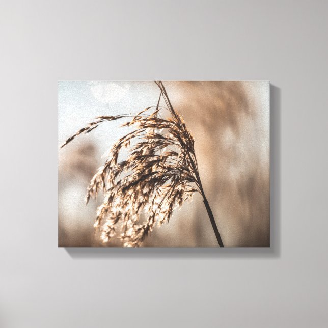 Common Reed Nature Photo Canvas Print (Front)