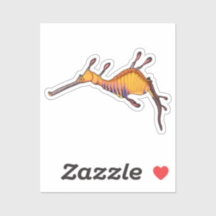 Common sea dragon vector illustration