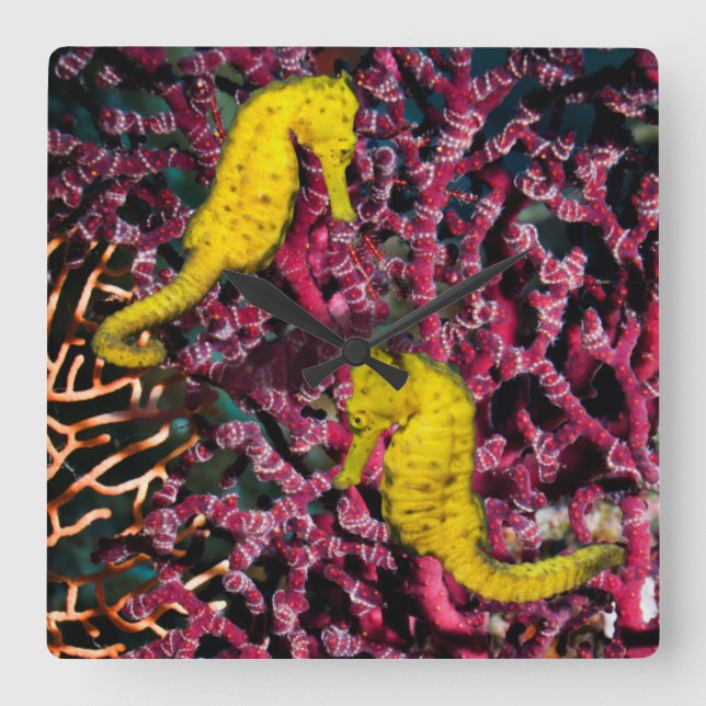 Common Sea Horse | Hippocampus Taeniopterus Square Wall Clock (Front)