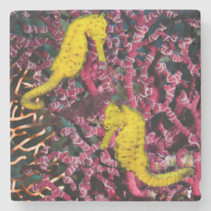 Common Sea Horse   Hippocampus Taeniopterus Stone Coaster