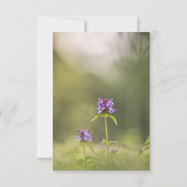 Common Self-Heal Nature Photo Card (Front)