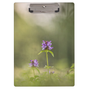Common Self-Heal Nature Photo Clipboard