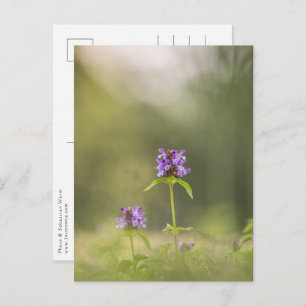 Common Self-Heal Nature Photo Postcard