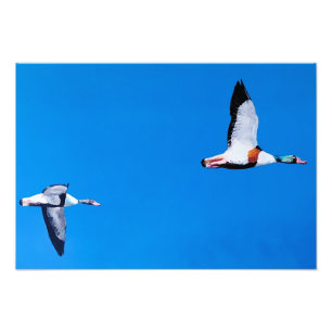 Common Shelducks Photo Print