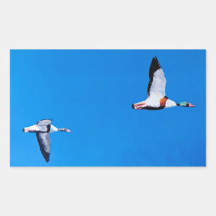 Common Shelducks Rectangular Sticker
