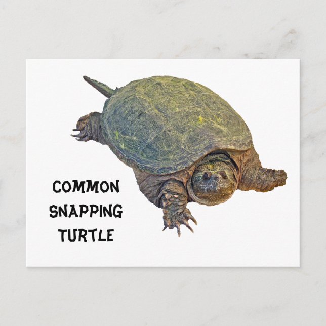 Common Snapping Turtle - Chelydra serpentina Postcard (Front)