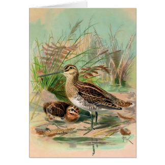 Common Snipe Vintage Bird Illustration
