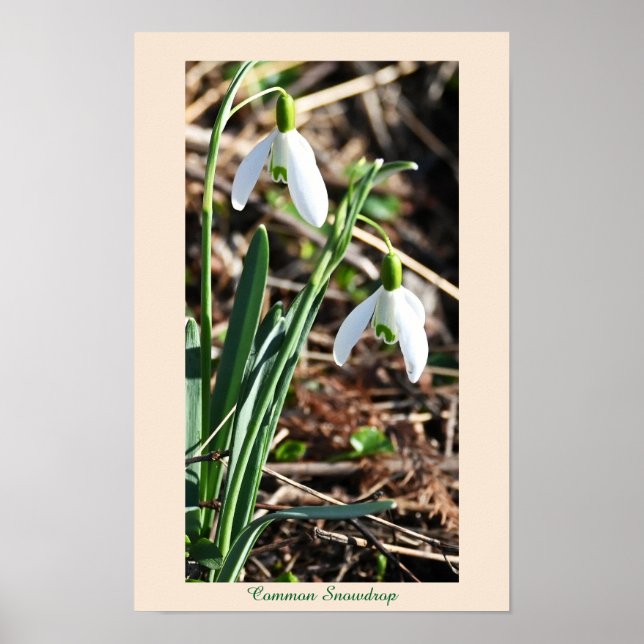 Common Snowdrop Flowers Poster (Front)