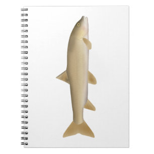 Common Snowtrout Notebook