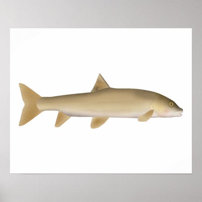 Common Snowtrout Poster (Front)