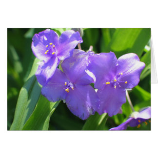 Common Spiderwort
