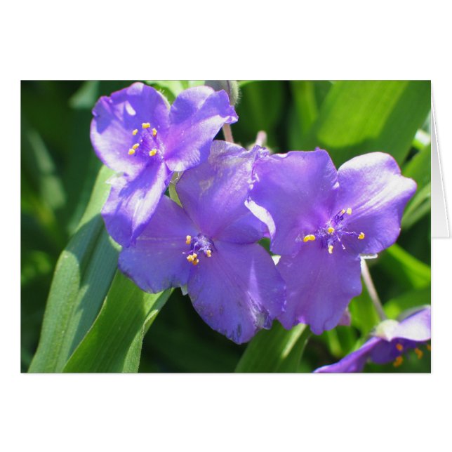 Common Spiderwort (Front Horizontal)