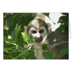 Common Squirrel Monkey