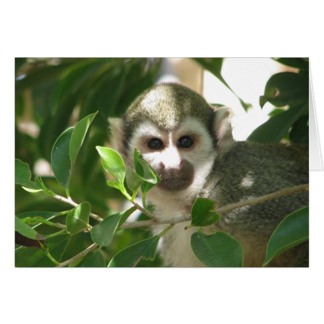 Common Squirrel Monkey (Front Horizontal)