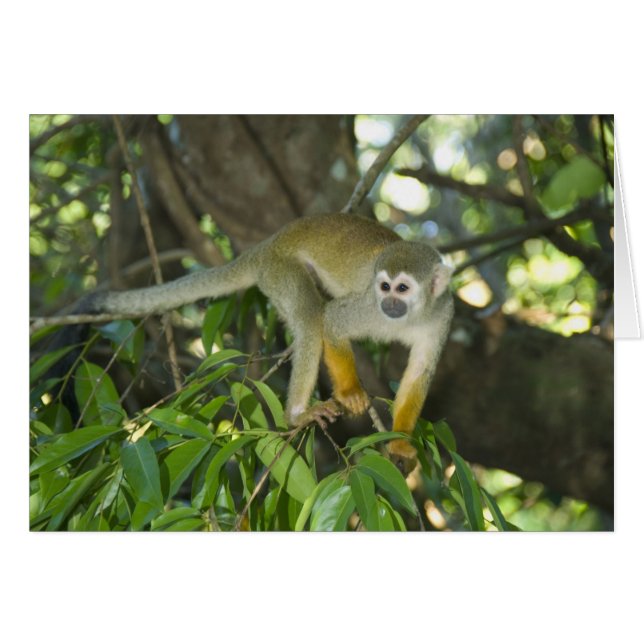 Common Squirrel Monkey, (Saimiri sciureus), Rio (Front Horizontal)