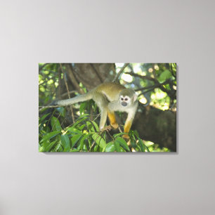 Common Squirrel Monkey, (Saimiri sciureus), Rio Canvas Print