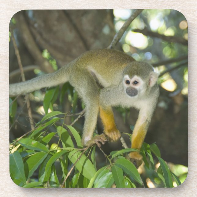 Common Squirrel Monkey, (Saimiri sciureus), Rio Coaster (Front)