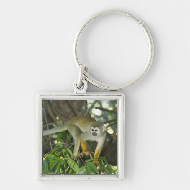 Common Squirrel Monkey, (Saimiri sciureus), Rio Key Ring (Front)