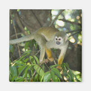 Common Squirrel Monkey, (Saimiri sciureus), Rio Magnet