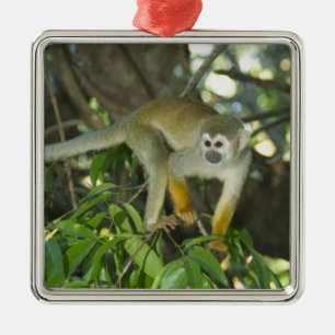 Common Squirrel Monkey, (Saimiri sciureus), Rio Metal Tree Decoration