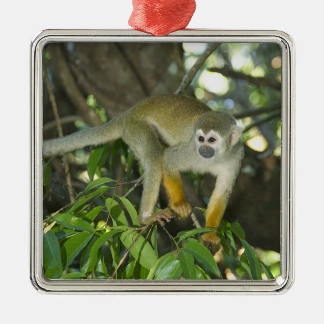 Common Squirrel Monkey, (Saimiri sciureus), Rio Metal Tree Decoration (Front)