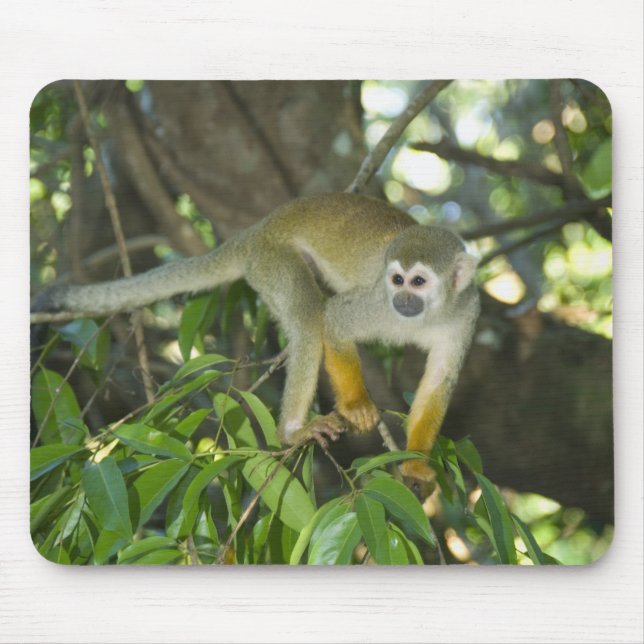 Common Squirrel Monkey, (Saimiri sciureus), Rio Mouse Pad (Front)