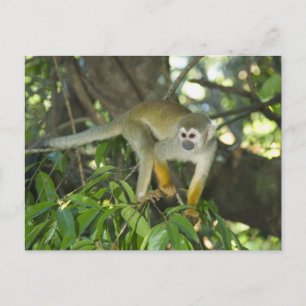 Common Squirrel Monkey, (Saimiri sciureus), Rio Postcard