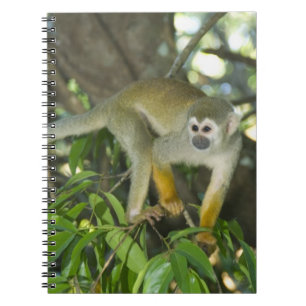 Common Squirrel Monkey, (Saimiri sciureus), Rio Spiral Notebook