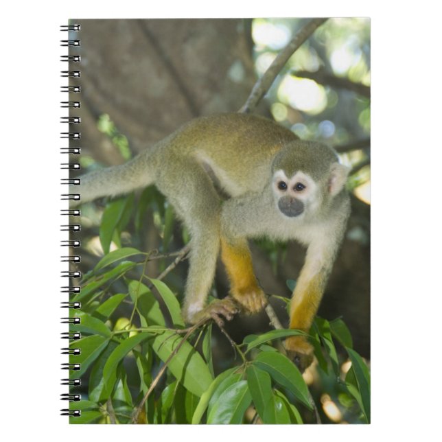 Common Squirrel Monkey, (Saimiri sciureus), Rio Spiral Notebook (Front)