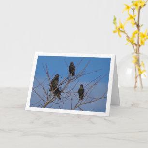 Common Starling Birds Card