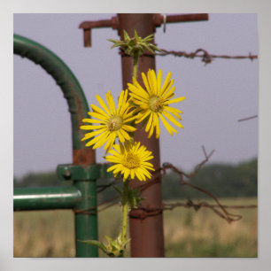 Common Sunflowers at the gate Poster