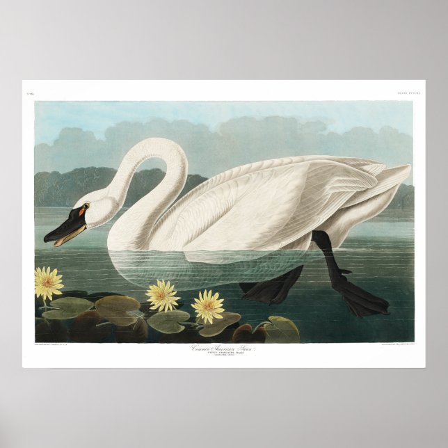 Common Swan Canvas Poster (Front)