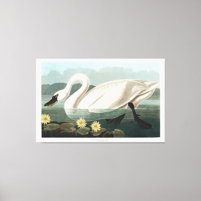 Common Swan Canvas Print (Front)