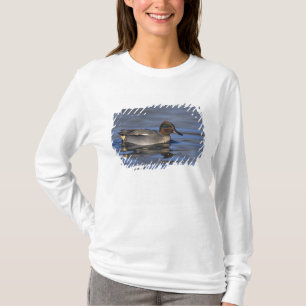 Common Teal, Anus crecca, male, Unterlunkhofen, T-Shirt