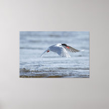 Common tern nature photo canvas print