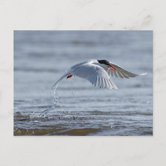 Common tern nature photo postcard (Front)
