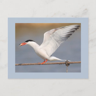 Common Tern Postcard
