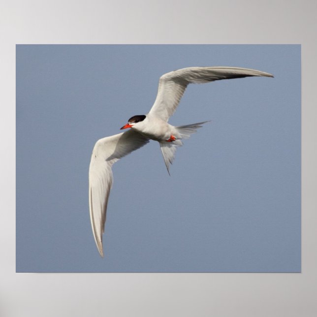 Common Tern Poster (Front)