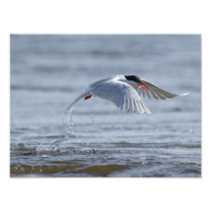 Common tern with a smelt catch photo print