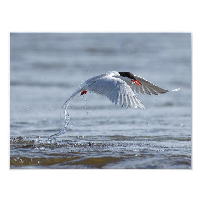 Common tern with a smelt catch photo print (Front)