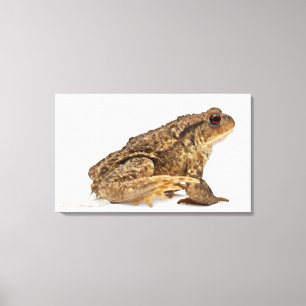 Common toad or European toad (Bufo bufo) pissing Canvas Print