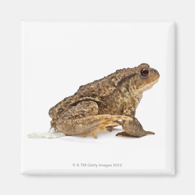 Common toad or European toad (Bufo bufo) pissing Magnet (Front)
