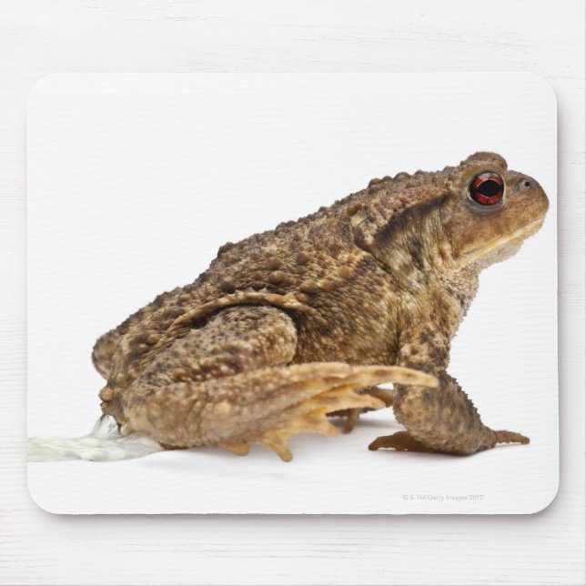 Common toad or European toad (Bufo bufo) pissing Mouse Pad (Front)
