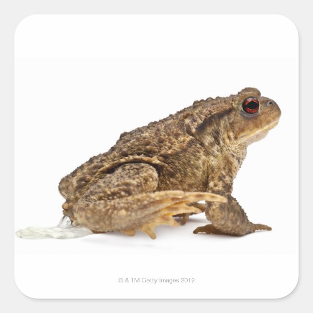 Common toad or European toad (Bufo bufo) pissing Square Sticker (Front)