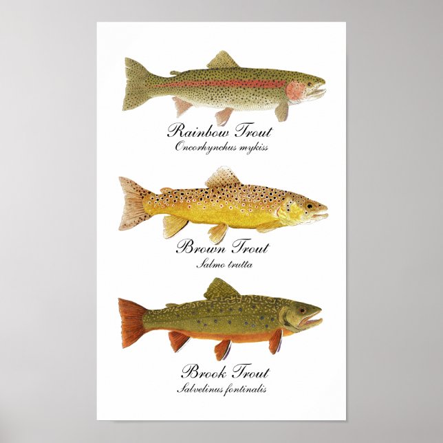 Common Trout Art Poster (Front)