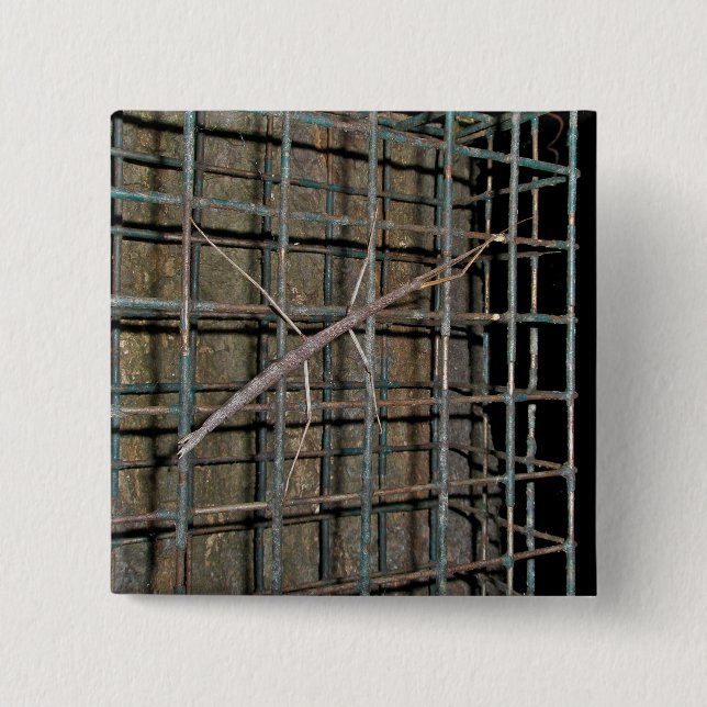 Common Walkingstick (Diapheromera femorata) Items 15 Cm Square Badge (Front)