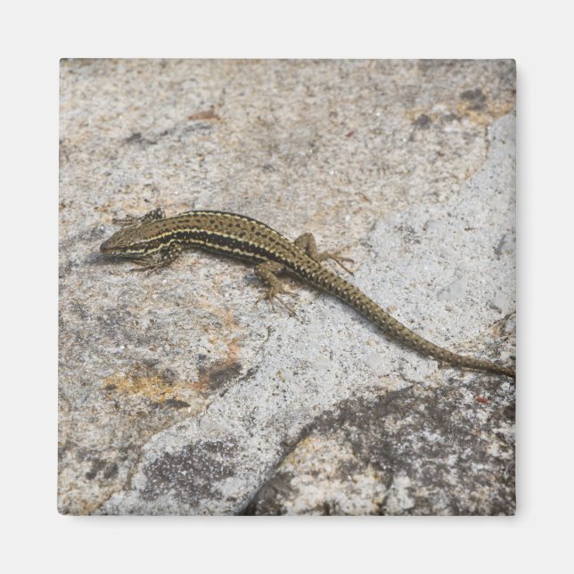 Common wall lizard magnet (Front)